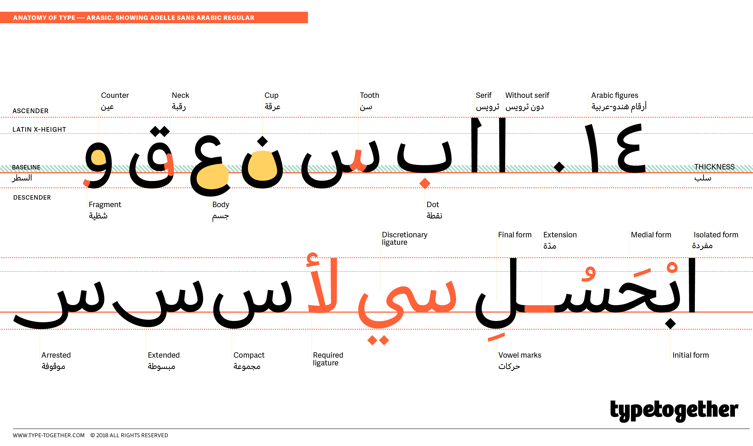 Arabic type anatomy, most common terms